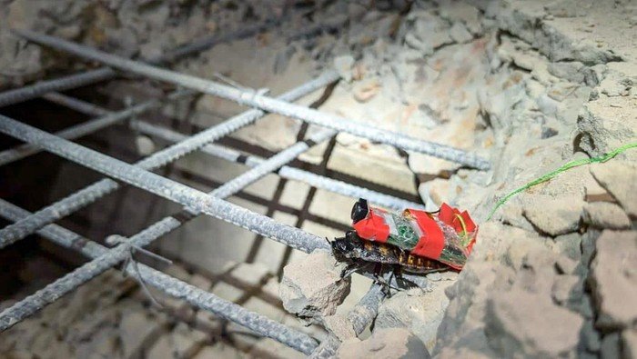Wujud Kecoak Cyborg Dikerahkan Cari Korban Reruntuhan Gempa Myanmar